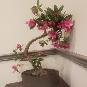 Meet your Posher, Ana